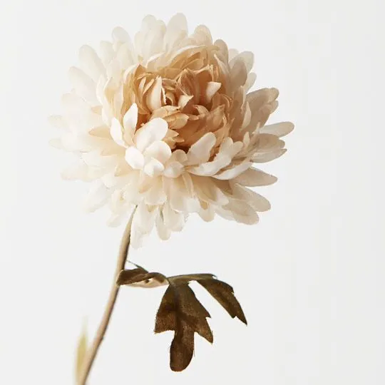 Chrysanthemum Spray Cream 68CML