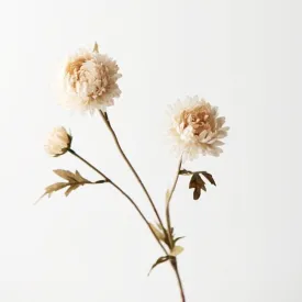 Chrysanthemum Spray Cream 68CML